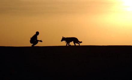 chien fugueur clôture