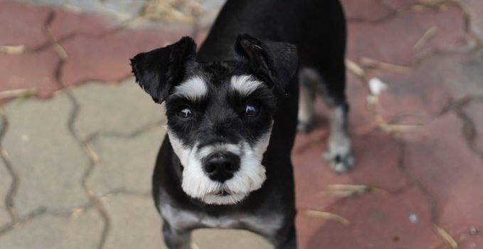 comment faire le dressage d'un chien