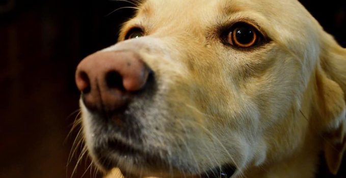 choisir quel animal de compagnie on veut