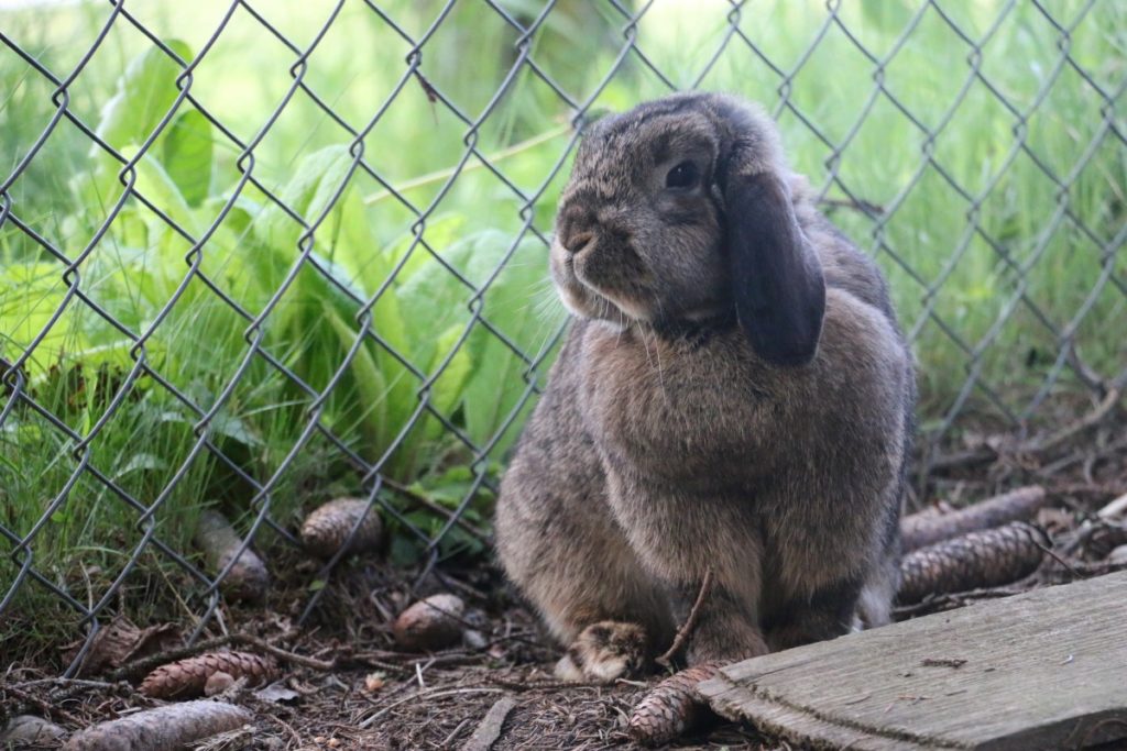 clapier confortable pour un lapin