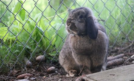 clapier confortable pour un lapin