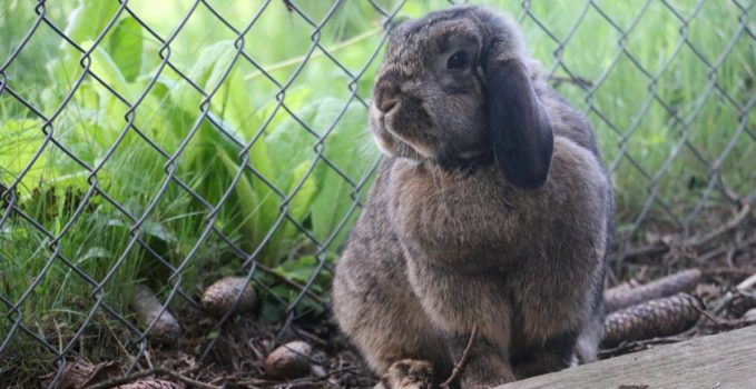 clapier confortable pour un lapin