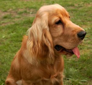 tout savoir sur le chien de race cocker