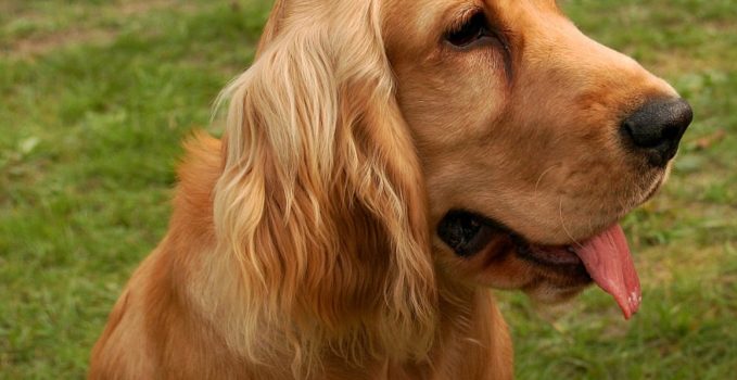 tout savoir sur le chien de race cocker