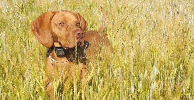 collier électrique pour dresser un chien