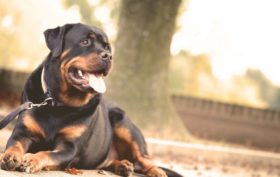 collier de dressage d'un chien