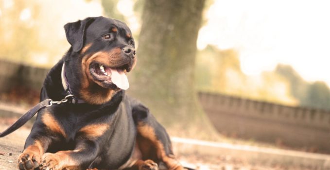 collier de dressage d'un chien