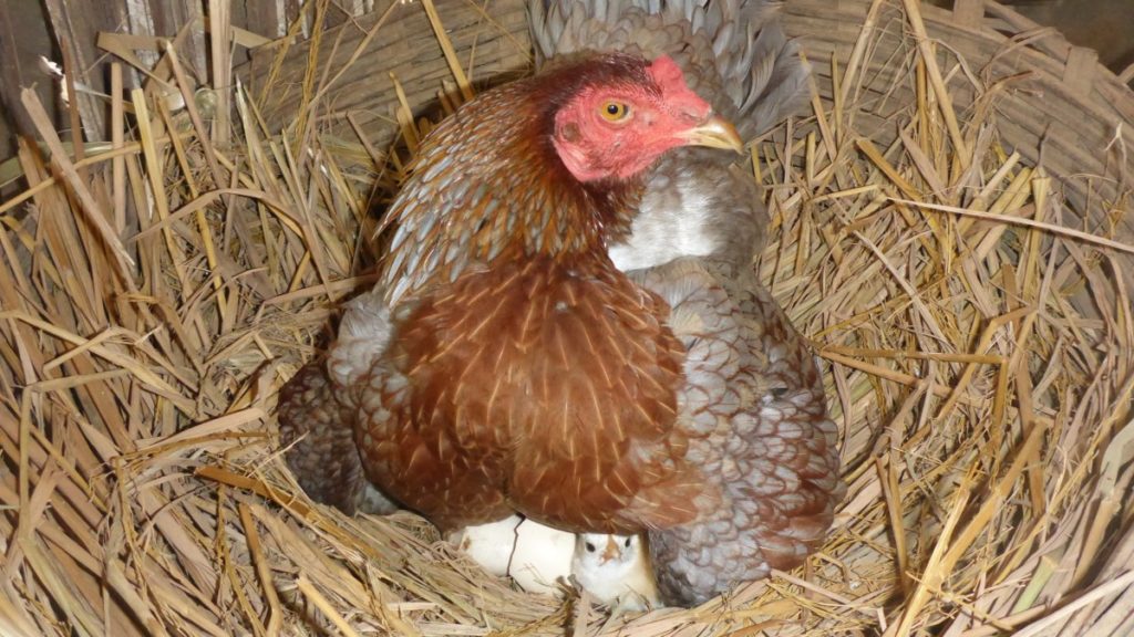 couvaison de la poule
