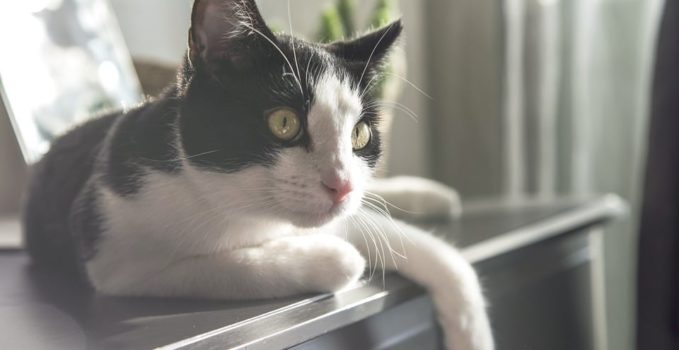 bien nourrir le chat avec des croquettes naturelles