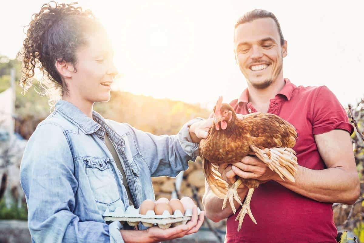 donner ses déchets aux poules