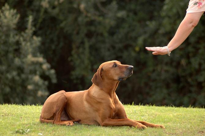 dresser un chien