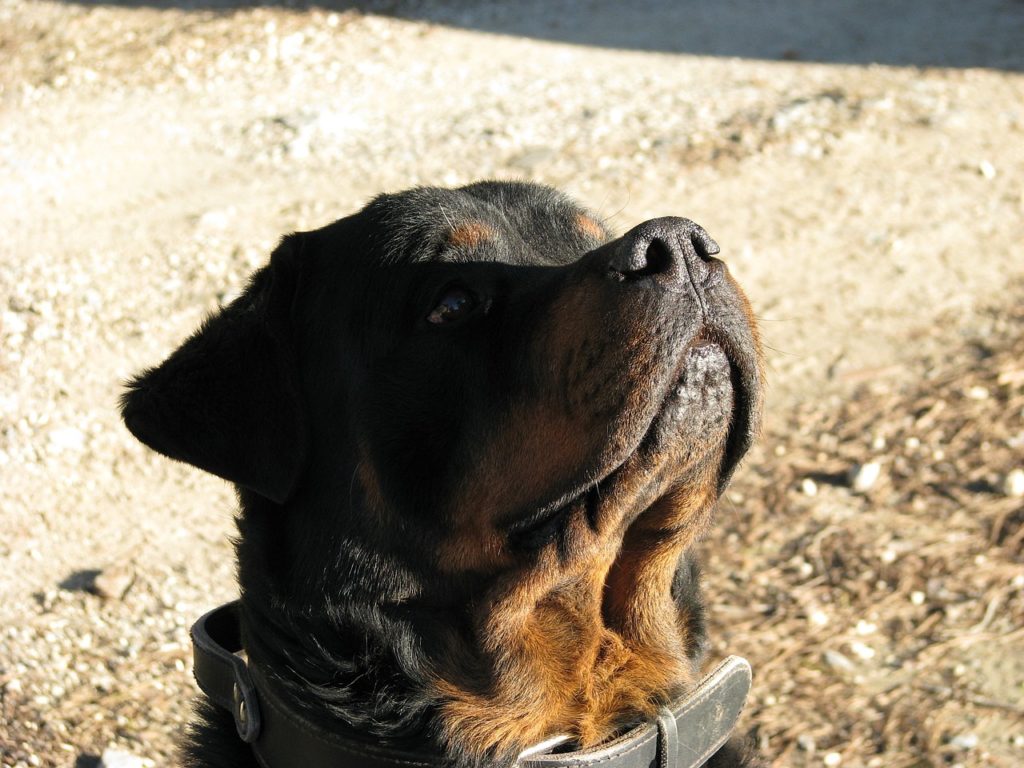 dressage des chiots