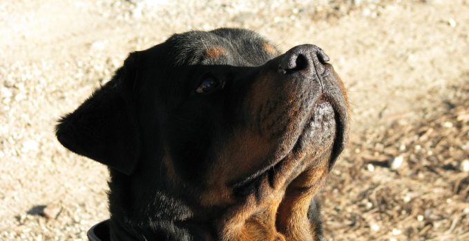 dressage des chiots