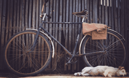partir faire du vélo avec son chien