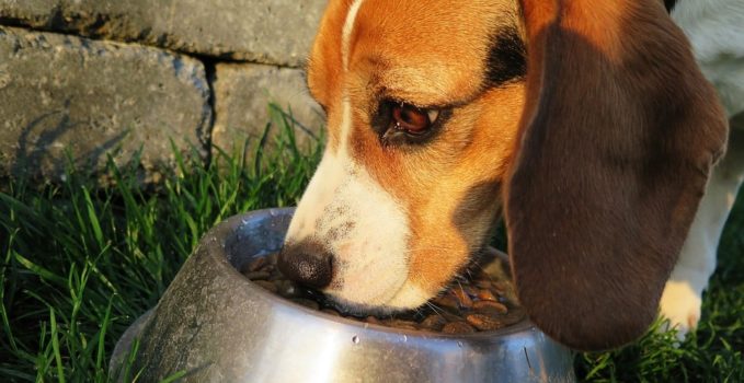 rendre heureux son chien