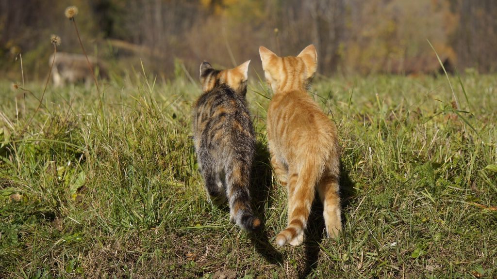 solutions de garde des chats