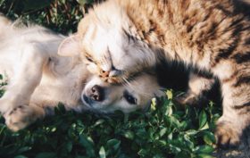 solution de garde pour ses animaux