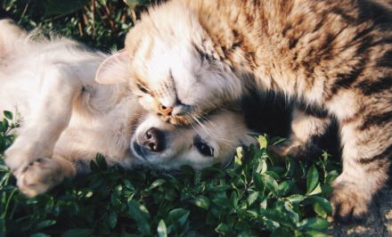 solution de garde pour ses animaux