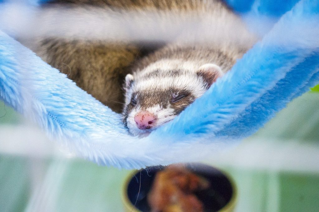 garde du furet