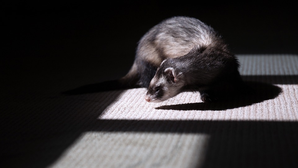 petsitter dédiés à la garde de furets