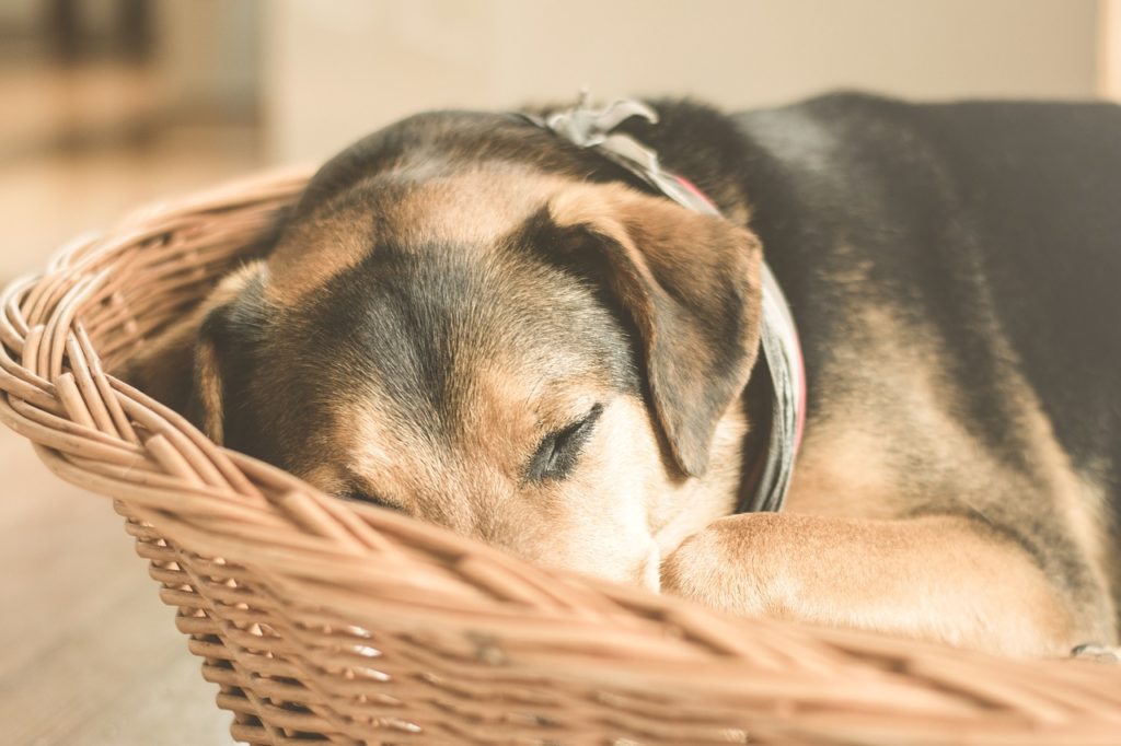 couchage de votre grand chien