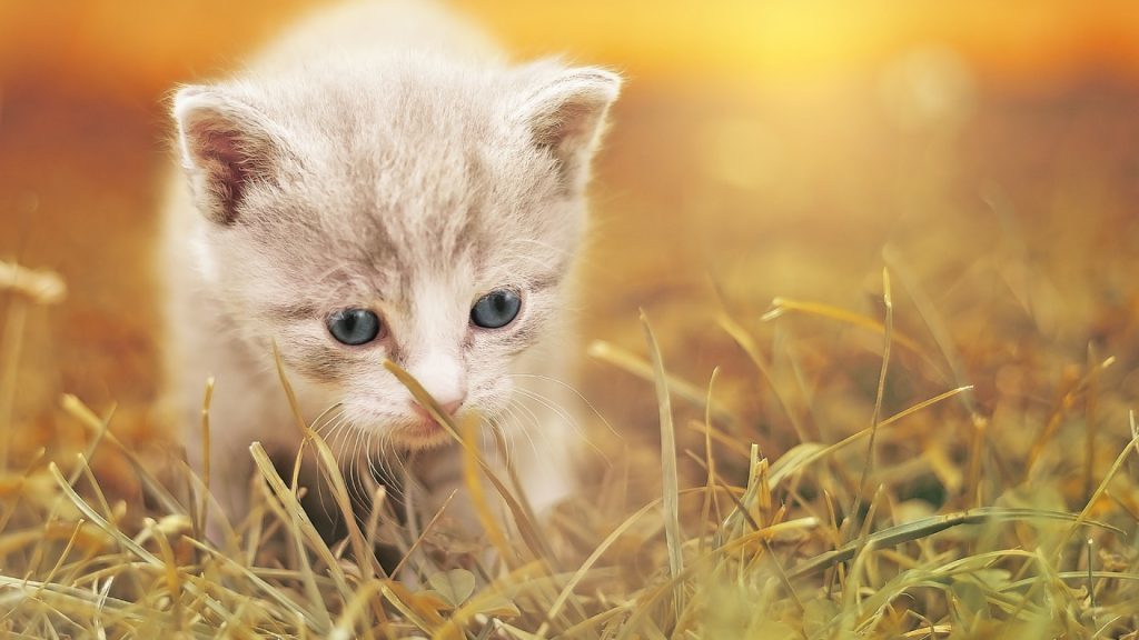 bac à litière pour votre chat