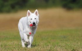 les jouets pour faire jouer les chiens