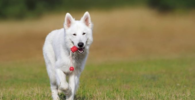 les jouets pour faire jouer les chiens