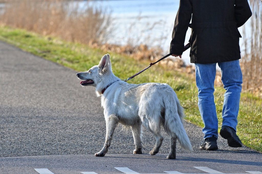 tenir son chien en laisse