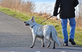 tenir son chien en laisse