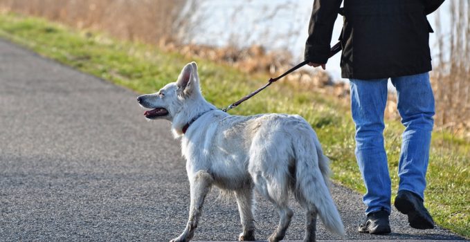 tenir son chien en laisse