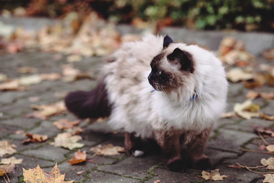 le chat birman blanc aux yeux bleus