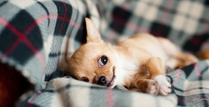 pension pour animaux gérée par des professionnels