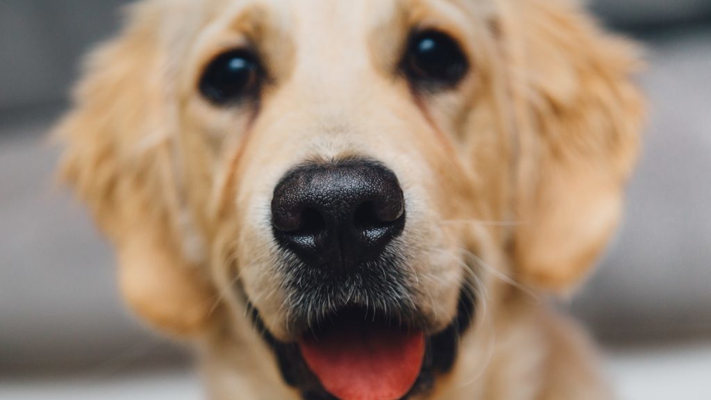 avoir une photographie de son chien