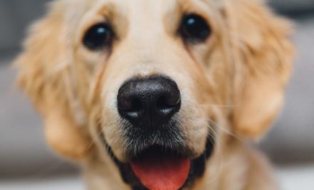 avoir une photographie de son chien