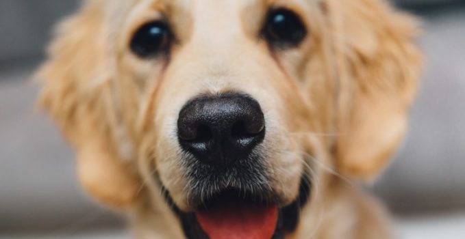 avoir une photographie de son chien