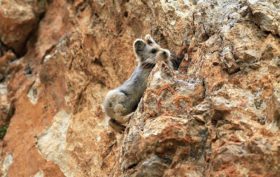 photo du Ili Pika un lapin rare