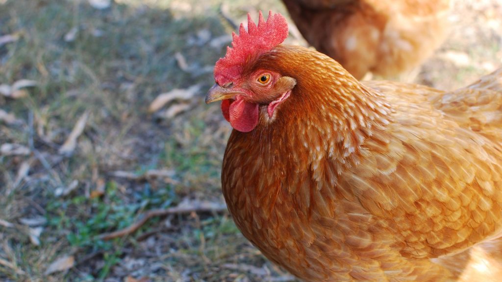 une poule élevée en ville