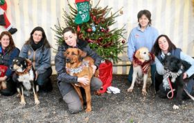 Société Protectrice des Animaux a particulièrement célébré la fête de Noël