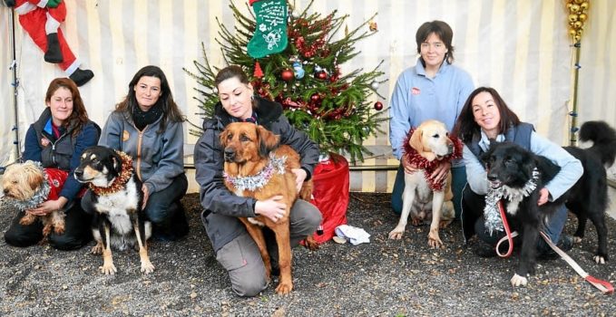 Société Protectrice des Animaux a particulièrement célébré la fête de Noël