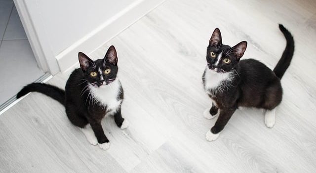 5 raisons pour lesquelles des races de chats sont chères - Santévet