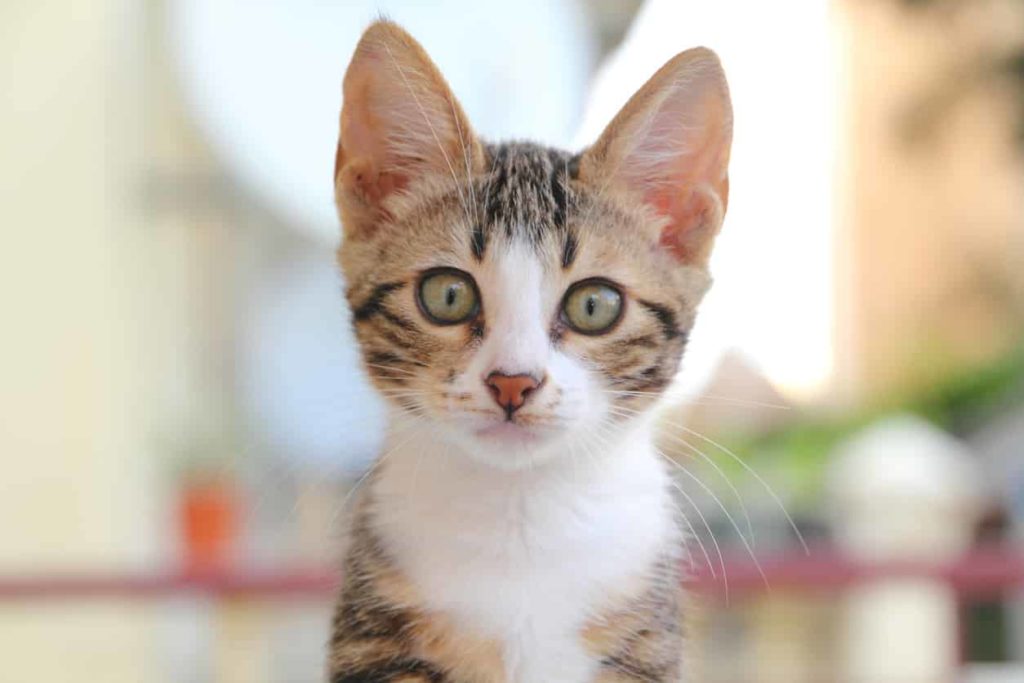 préservation de l santé du chat