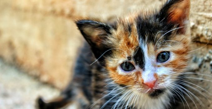 chat errant de la rue pour le sauver