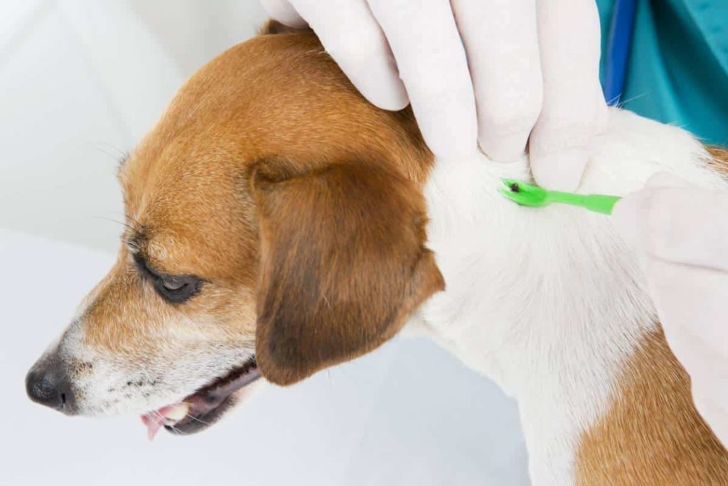 puces chez le chien