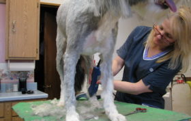 toiletteur pour un chien