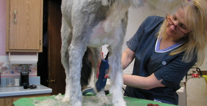 toiletteur pour un chien