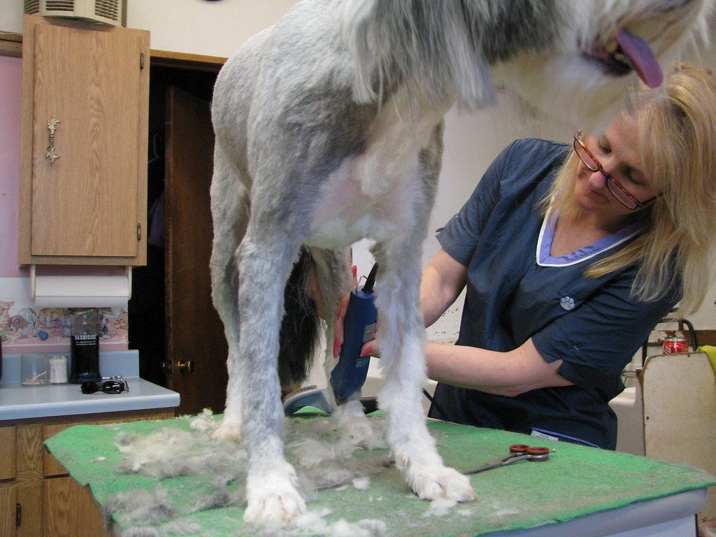 toiletteur pour un chien