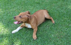 origine du chiot Bull Terrier