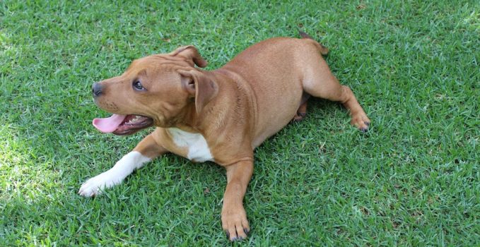 origine du chiot Bull Terrier