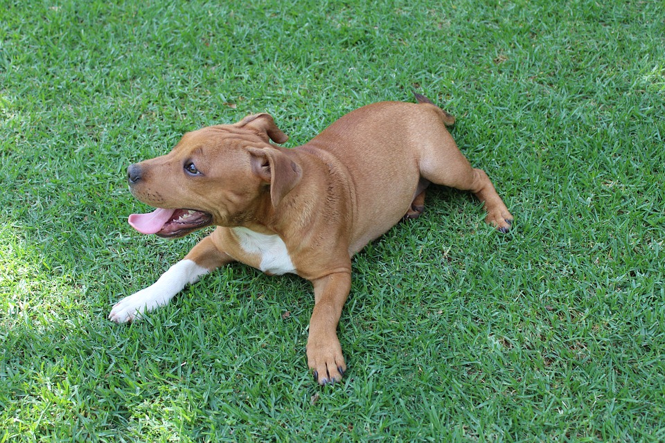 origine du chiot Bull Terrier